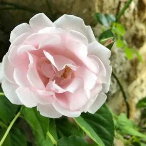 New Dawn Climbing Rose (Rosa New Dawn) 4